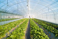 green house